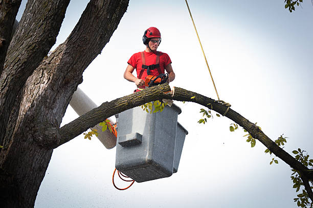 Professional Tree Service in Matthews, NC